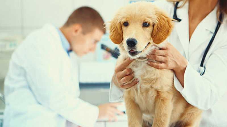 Diagnóstico de Doença Canina Seropédica - Diagnóstico de Doença de Cachorro