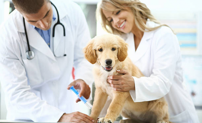 Diagnóstico de Doença de Cachorros Clínica Francisco Beltrão - Diagnóstico de Doença Canina
