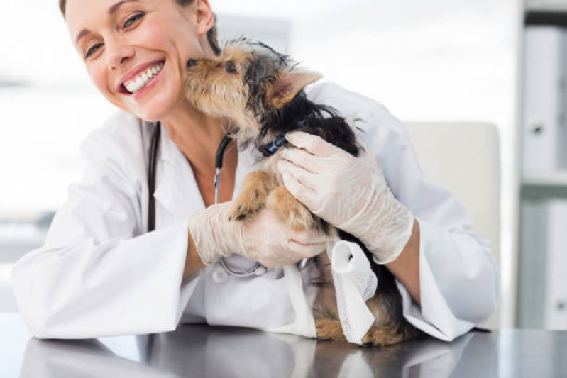 Diagnóstico de Doença Infecciosa em Animais Clínica Cambé - Diagnóstico de Doença de Cachorros