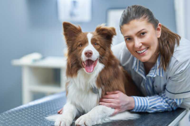 Diagnóstico de Doença Infecciosa em Animais Condominio Jardins Veneza - Diagnóstico de Doença de Cachorros