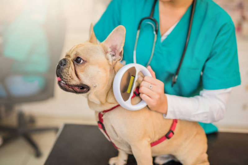 Diagnóstico de Doenças de Cachorros Clínica Aracruz - Diagnóstico de Doença de Cachorro