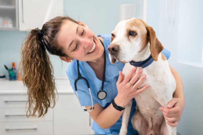 Diagnóstico de Doenças de Cachorros Empresa Ilha do Boi - Diagnóstico de Doença Canina