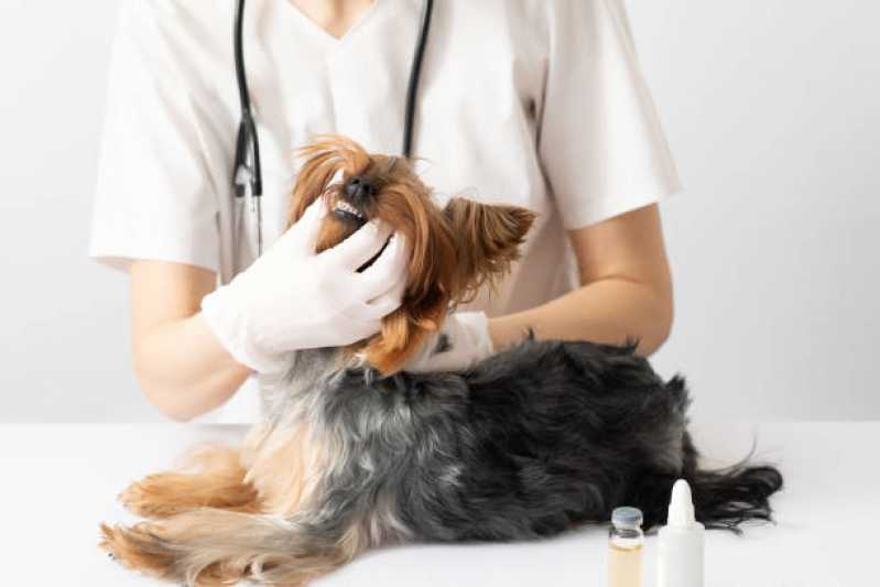 Diagnóstico de Enfermidades Infecciosas Clínica Sumidouro - Diagnóstico de Doença de Cachorro