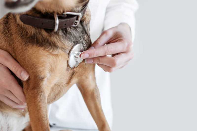 Diagnóstico de Enfermidades Infecciosas Empresa Jaboticabal - Diagnóstico de Doenças de Cachorros
