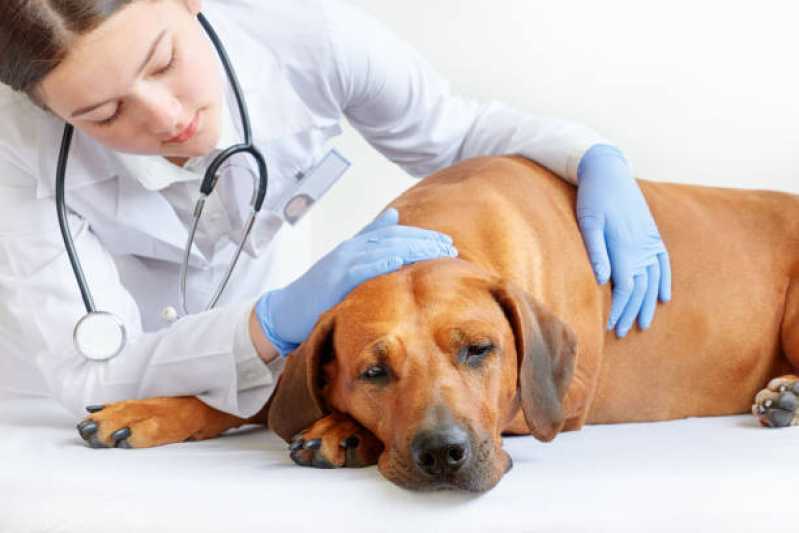 Diagnóstico de Enfermidades Infecciosas Itaberaba - Diagnóstico de Doença de Cachorro