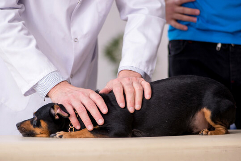 Diagnóstico de Hemoparasita Animal Clínica Barbacena - Diagnóstico de Calazar Canino