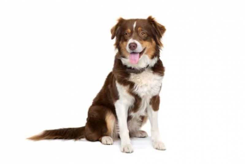 Diagnóstico de Leishmania Braziliensis Canina Clínica Taboão da Serra - Diagnóstico de Hemoparasita Animal