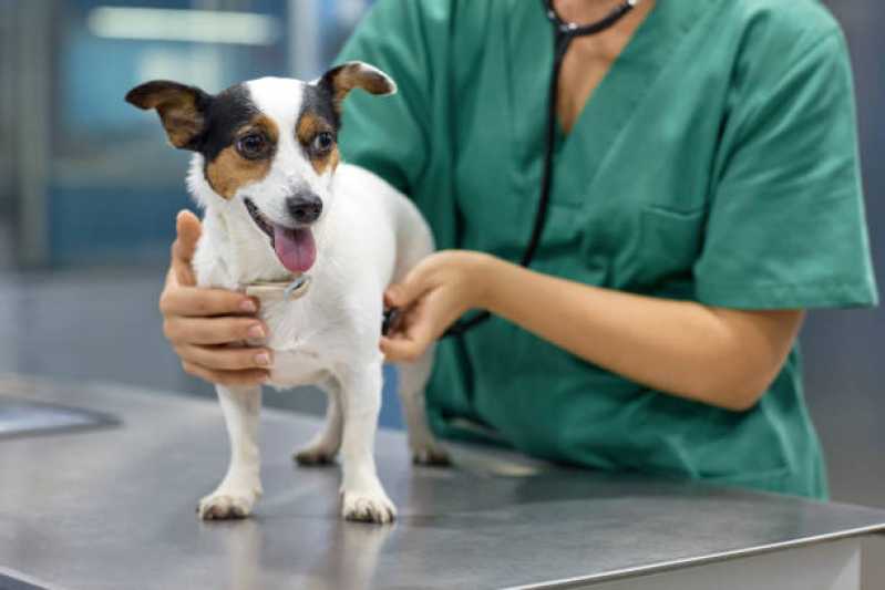 Diagnóstico de Leishmania Canina Clínica Cardoso Moreira - Diagnóstico de Leishmania Braziliensis Canina