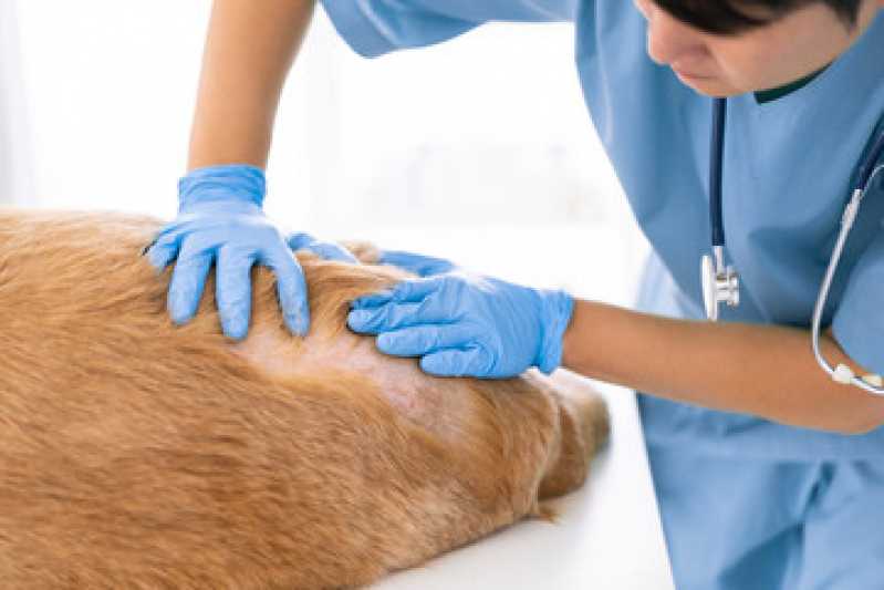 Diagnóstico de Leishmaniose Canina Clínica Moeda - Diagnóstico de Hemoparasita Animal