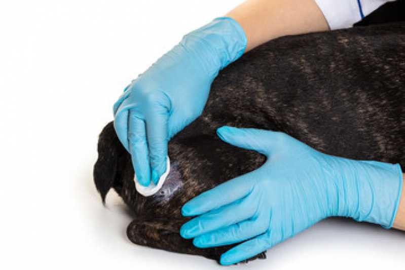Diagnóstico de Leishmaniose Canina Curitiba - Diagnóstico de Calazar Canino