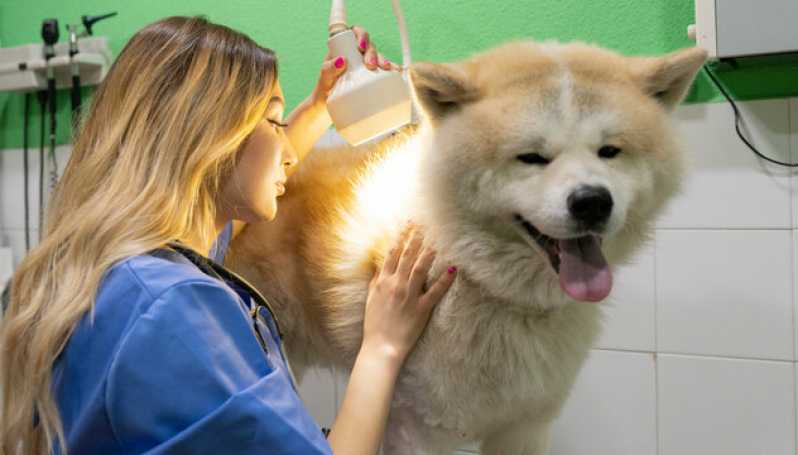 Diagnóstico de Leishmaniose Visceral Clínica Salto do Lontra - Diagnóstico de Leishmaniose Canina