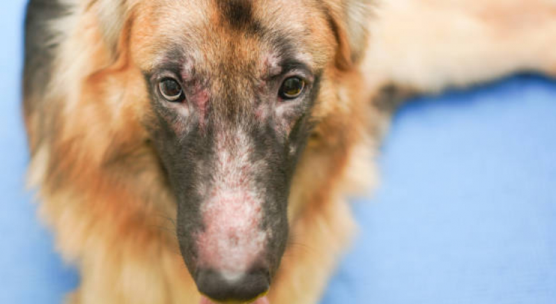 Diagnóstico de Leishmaniose Visceral Francisco Beltrão - Diagnóstico Leishmaniose Canina