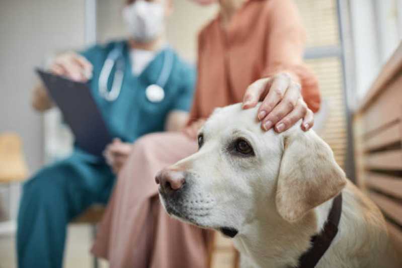 Diagnóstico Leishmaniose Visceral Clínica Tanguá - Diagnóstico Leishmaniose Canina