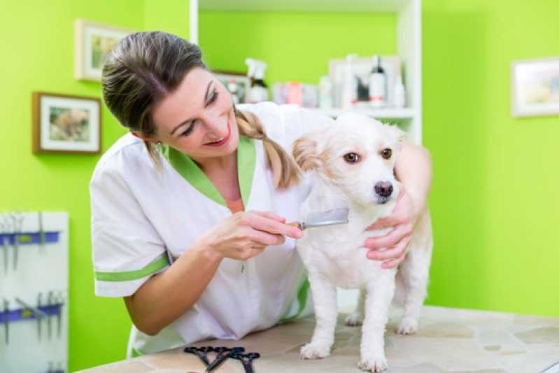 Diagnóstico Veterinário da Doença do Carrapato Clínica Toledo - Diagnóstico da Doença do Carrapato Canino
