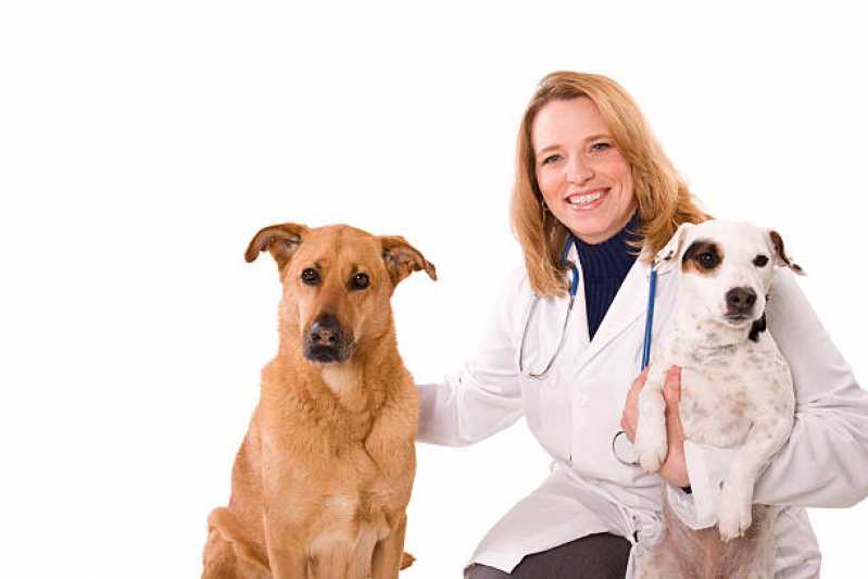 Diagnóstico Veterinário de Doenças Infecciosas Serrinha - Diagnóstico de Doença de Cachorro