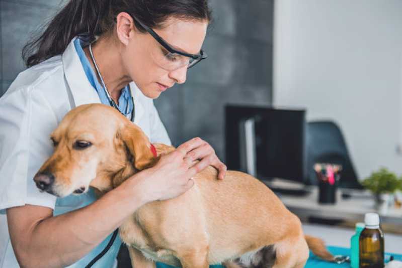 Diagnósticos da Doença Anaplasma Juiz de Fora - Diagnóstico da Doença do Carrapato Canino
