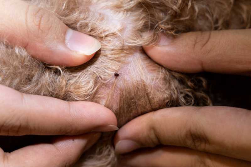 Diagnósticos da Doença do Carrapato Sertãozinho - Diagnóstico da Doença do Carrapato Canino