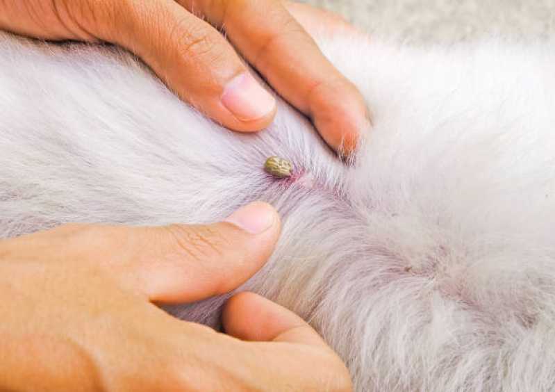 Diagnósticos da Doença do Hemoparasitas Linhares - Diagnóstico da Doença do Carrapato do Cachorro