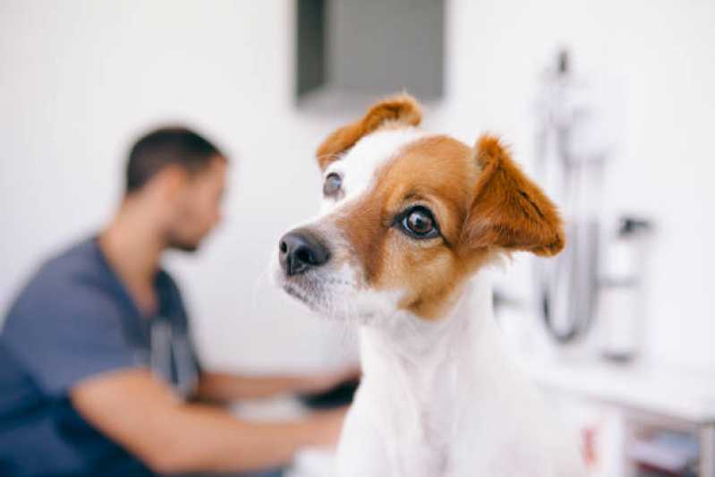 Diagnósticos de Calazar Canino Curitiba - Diagnóstico Leishmaniose Canina