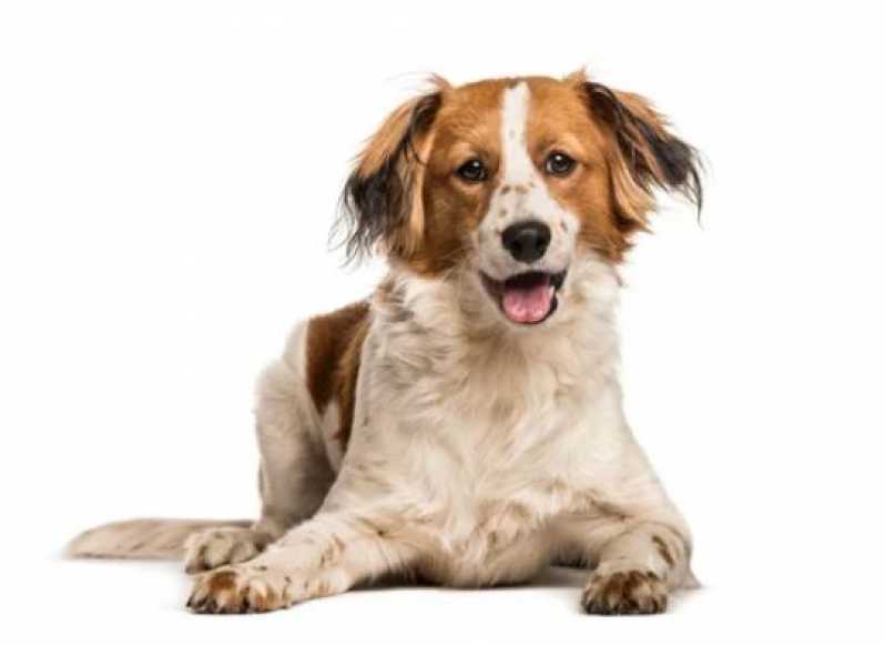 Diagnósticos de Hemoparasita Animal São Catetano do Sul - Diagnóstico Leishmaniose Canina