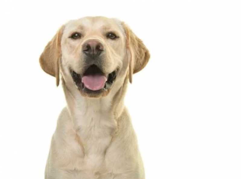 Diagnósticos Leishmaniose Canina Cardoso Moreira - Diagnóstico de Leishmaniose Canina