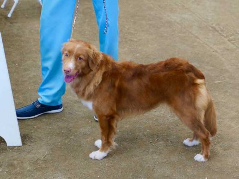 Empresa de Teste de Leishmaniose em Cães Araruama - Teste de Sangue Leishmaniose