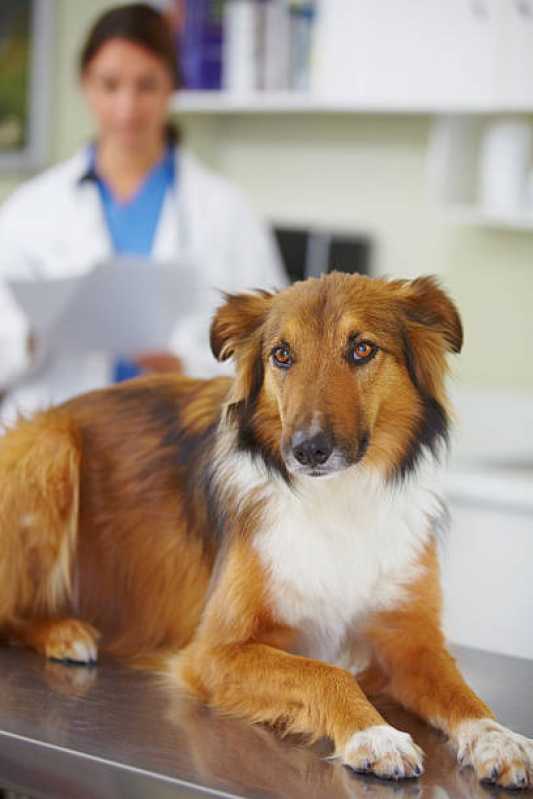 Empresa de Teste de Leishmaniose São João das Missões - Teste para Leishmaniose Canina
