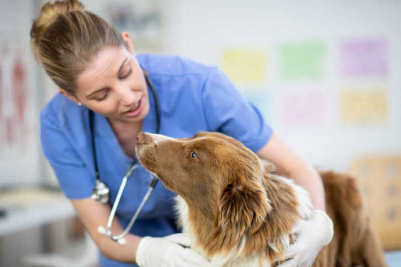 Empresa de Teste Leishmaniose Canina Santa Barbara do Oeste - Teste de Leishmaniose em Cachorros