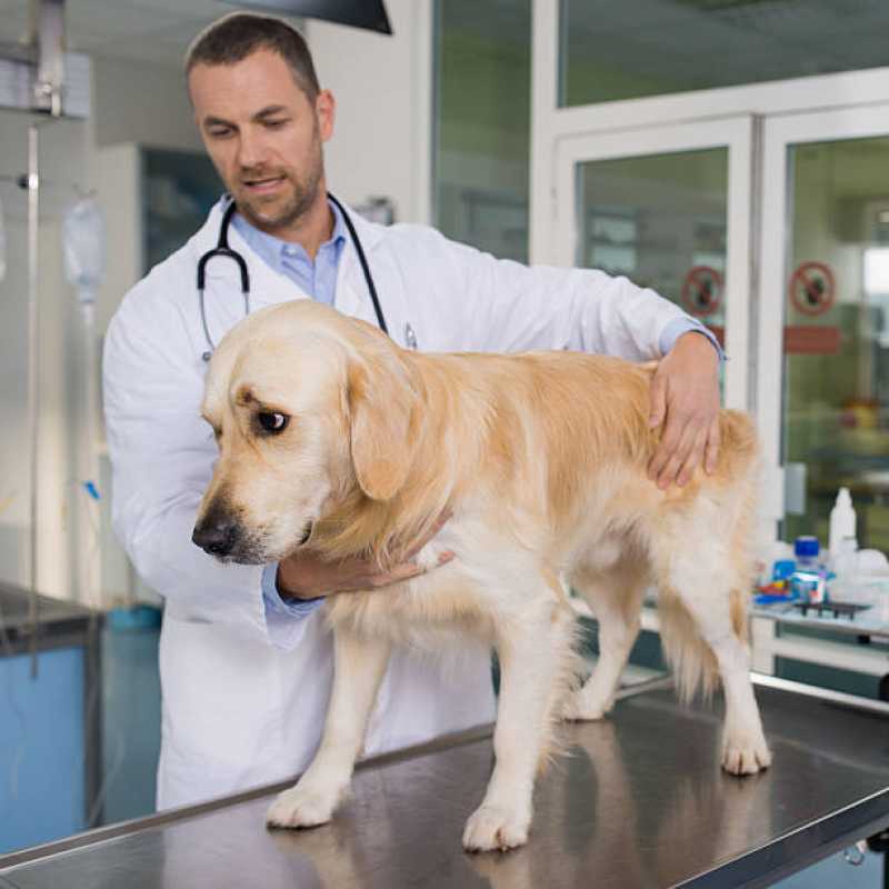 Empresa de Teste Leishmaniose Centro - Teste de Leishmaniose em Cachorros