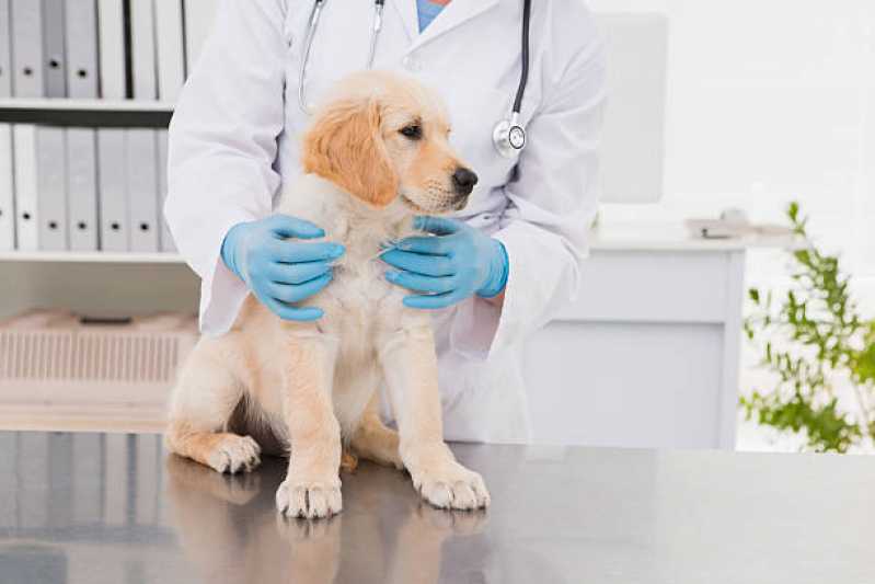 Empresa de Teste para Leishmaniose Canina Poços de Caldas - Teste de Leishmaniose em Cachorros