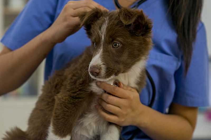 Empresa de Teste para Leishmaniose Saquarema - Teste de Leishmaniose Canina