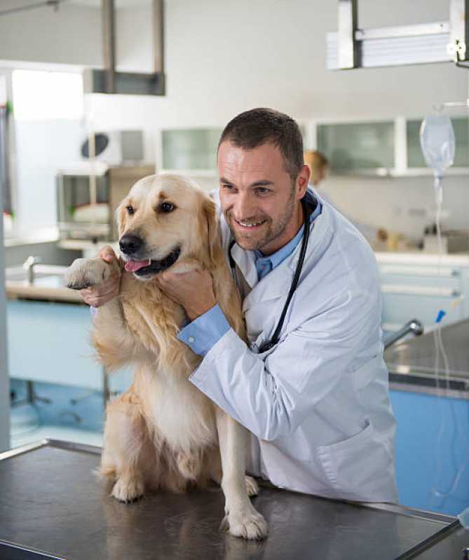 Empresa de Teste Pcr Leishmaniose Canina Cardoso Moreira - Teste de Leishmaniose em Cães
