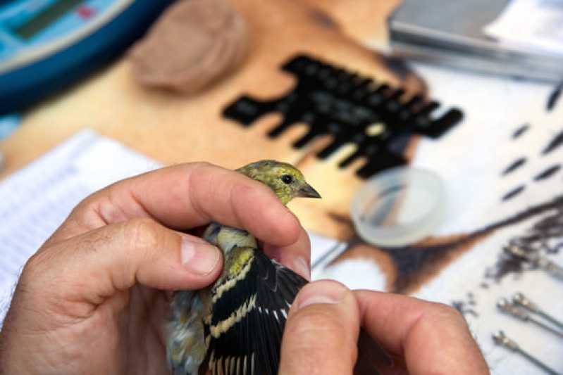 Exame Aviário em Aves Clínica Natividade - Exame de Doença das Penas em Aves