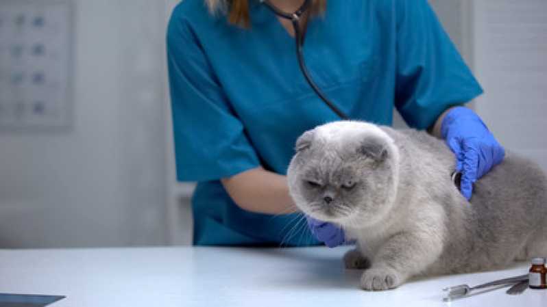 Exame Bordetella em Animais Mogi Mirim - Exame Micoplasma em Gatos