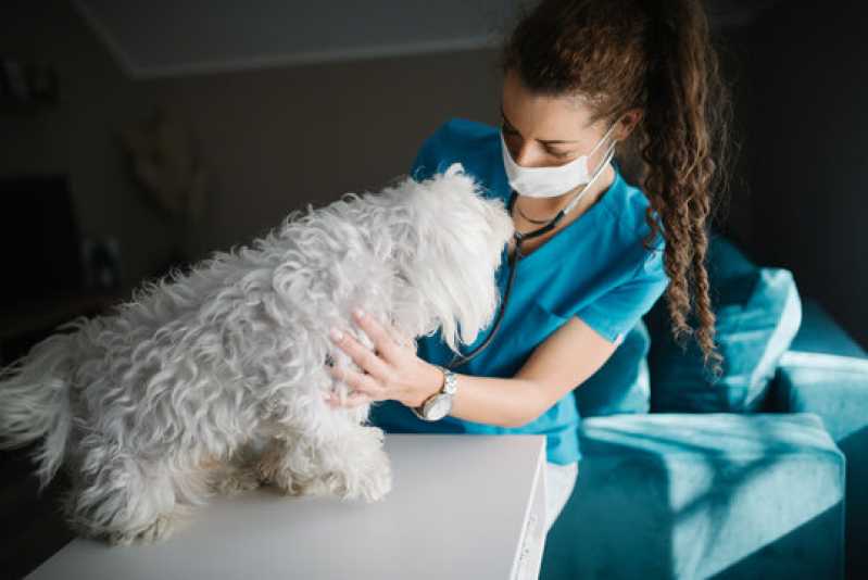 Exame Chlamydophila em Cães Sertãozinho - Exame Influenza em Animais