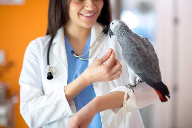 Exame Circovirus em Aves Itanhaém - Exame Circovirus em Aves