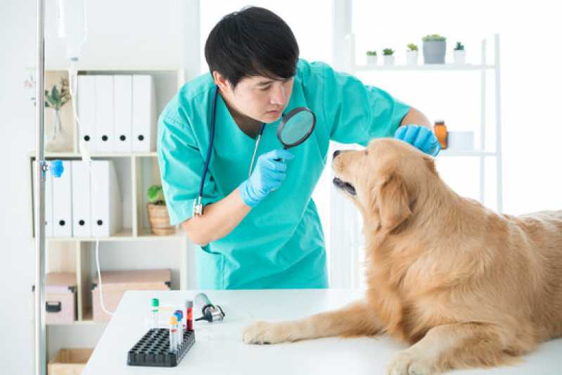 Exame Cryptococcus Serrinha - Exame Neurológico em Cães