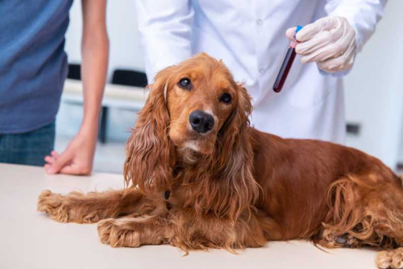 Exame de Adenovírus em Cachorros Clínica Armação dos Búzios - Exame de Circovírus em Animais