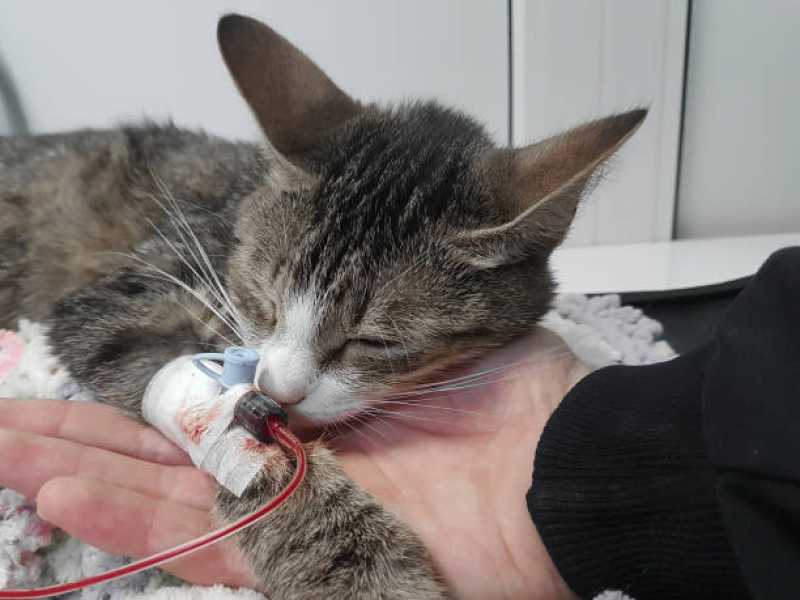 Exame de Anemia em Gatos Clínica Bom Jesus do Amparo - Exame de Pcr em Gatos