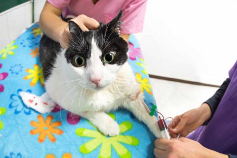 Exame de Anemia em Gatos Itanhaém - Exame de Felv Regressor em Gatos