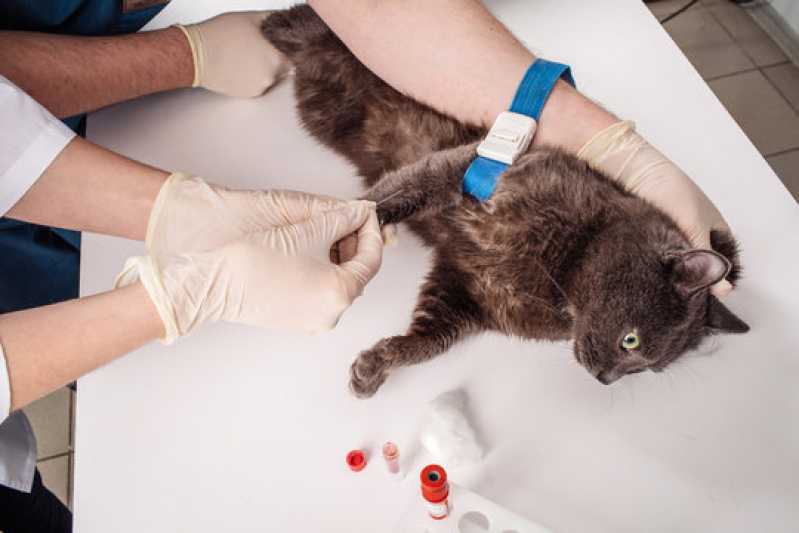 Exame de Anemia Felina Clínica Leme - Exame de Pif em Gatos
