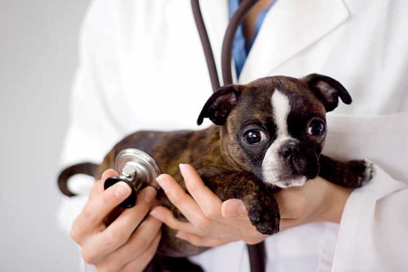 Exame de Biologia Molecular em Cachorros Carapebus - Exame de Biologia Molecular para Cachorro