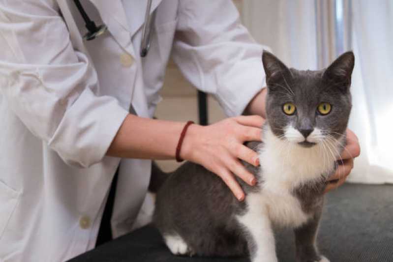 Exame de Biologia Molecular para Gatos Marcar Santa Maria de Jetibá - Exame de Biologia Molecular para Pet