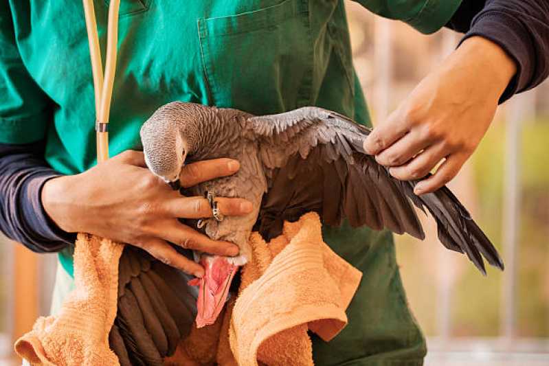 Exame de Bordetella em Aves Clínica Barueri - Exame de Doença das Penas em Aves