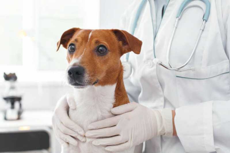Exame de Cinomose Cães Leme - Exame para Detectar Cinomose