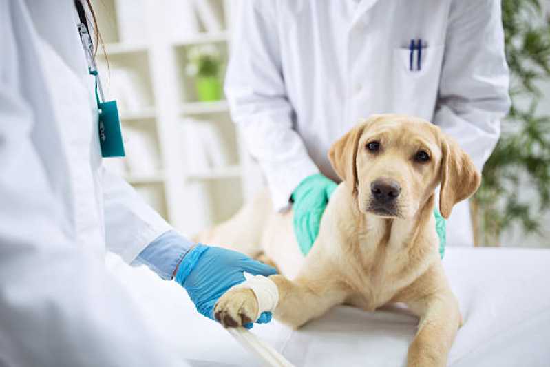 Exame de Cinomose para Cães Marcar Santa Teresa - Exame de Sangue Cinomose