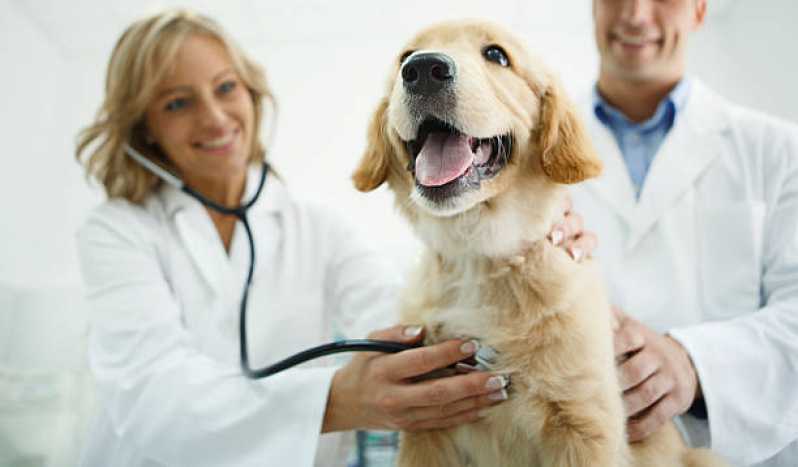 Exame de Cinomose para Cães Macaé - Exame de Sangue Detecta Cinomose