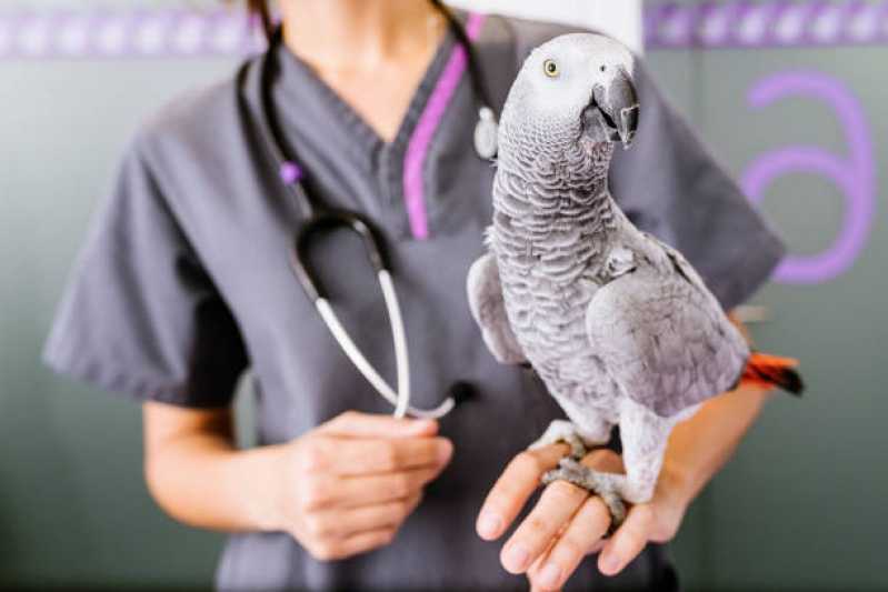 Exame de Doença das Penas em Aves Clínica Distrito Federal - Exame Circovirus em Aves