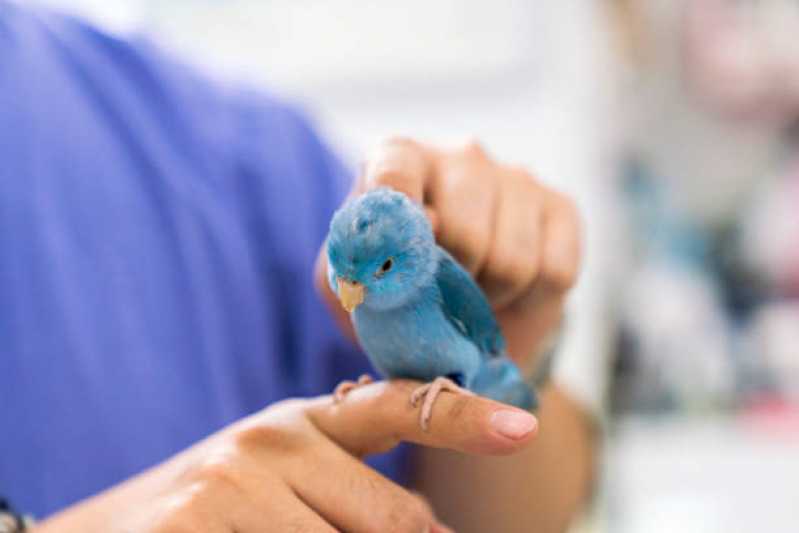 Exame de Doença do Bico para Aves Clínica Birigi - Exame de Doença das Penas em Aves