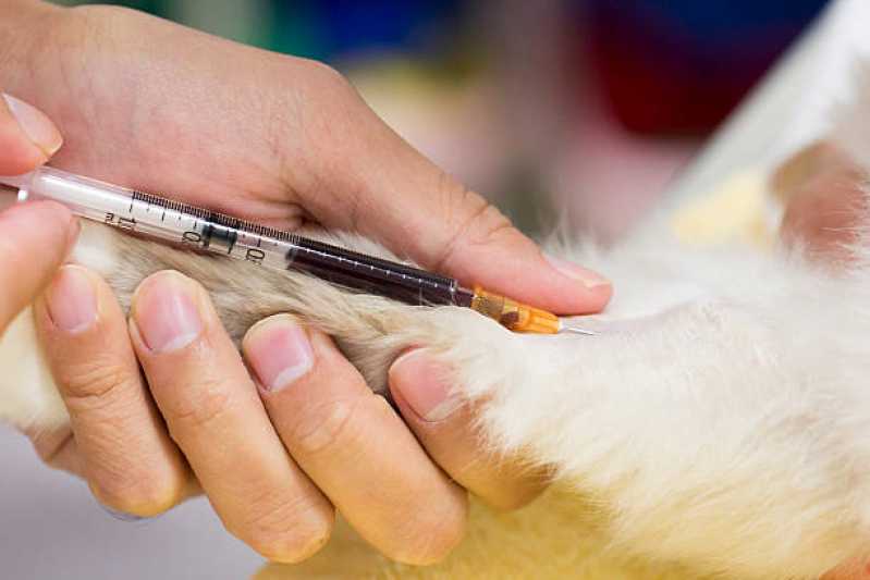Exame de Felv em Gatos Clínica Muriae - Exame Pcr Animal